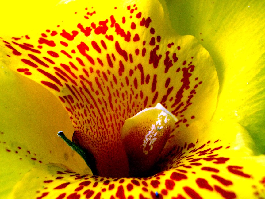 Tropical Flower 3